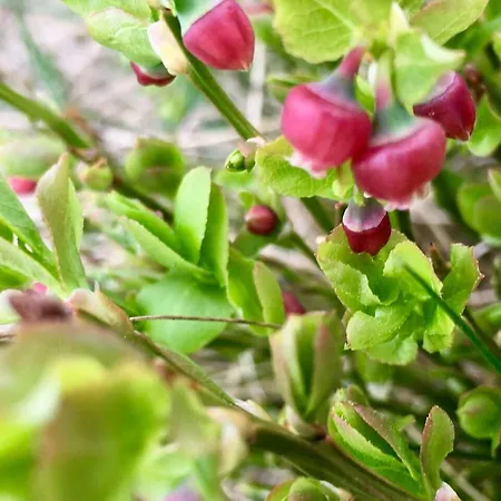 на зарінку Fogadó *